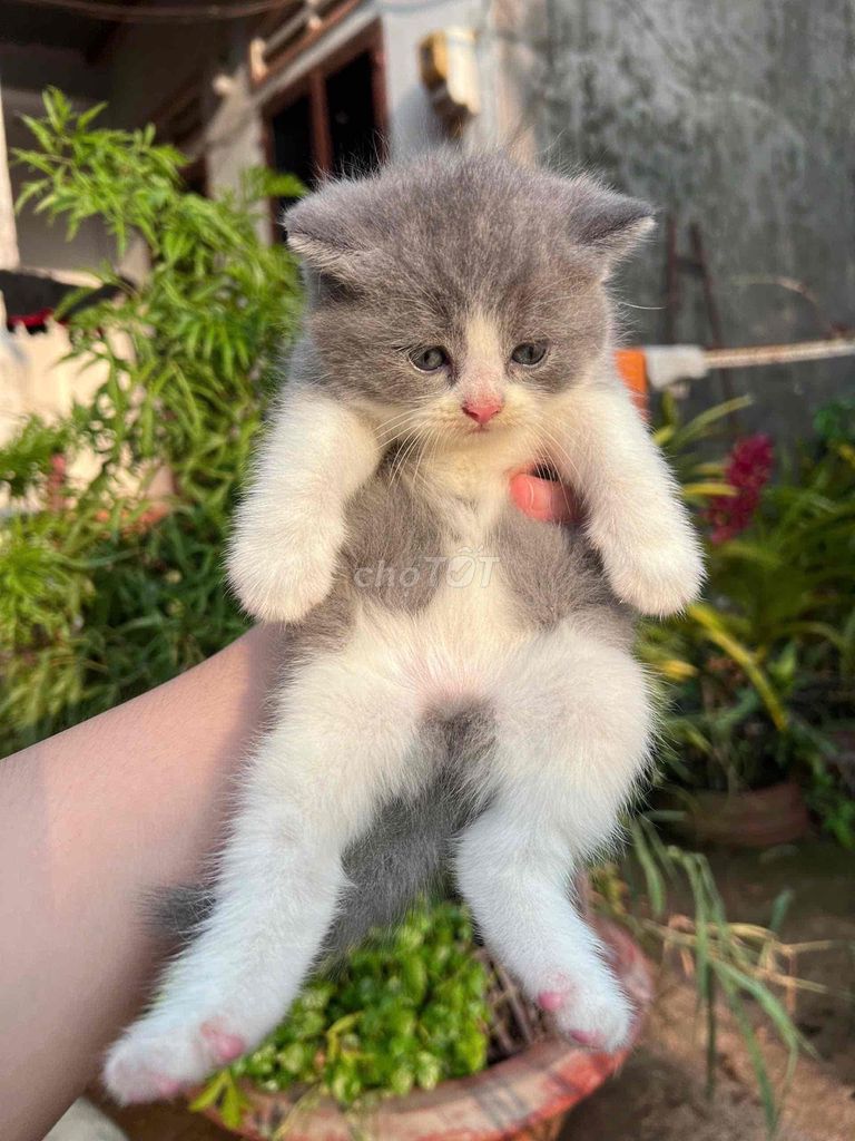 Mèo Anh lông ngắn  Xám Trắng Chân lùn. Mua bán Mèo tại Quận 8 Tp Hồ Chí Minh được đăng bởi Tuấn Anh hình 1