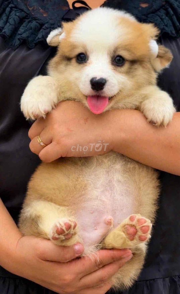 Chó Corgi lông dài vàng trắng. Mua bán Chó tại Huyện Bình Chánh Tp Hồ Chí Minh được đăng bởi mini pet house sài gòn hình 1