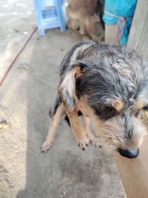 Cần bán em chó đực như hình. Mua bán Chó tại Huyện Gia Lâm Hà Nội được đăng bởi Tho thang