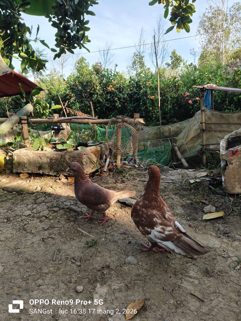 Chim Bồ câu gà to con. Mua bán Chim tại Huyện Châu Phú An Giang được đăng bởi st hình 1