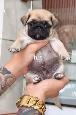 Chó Pug lùn