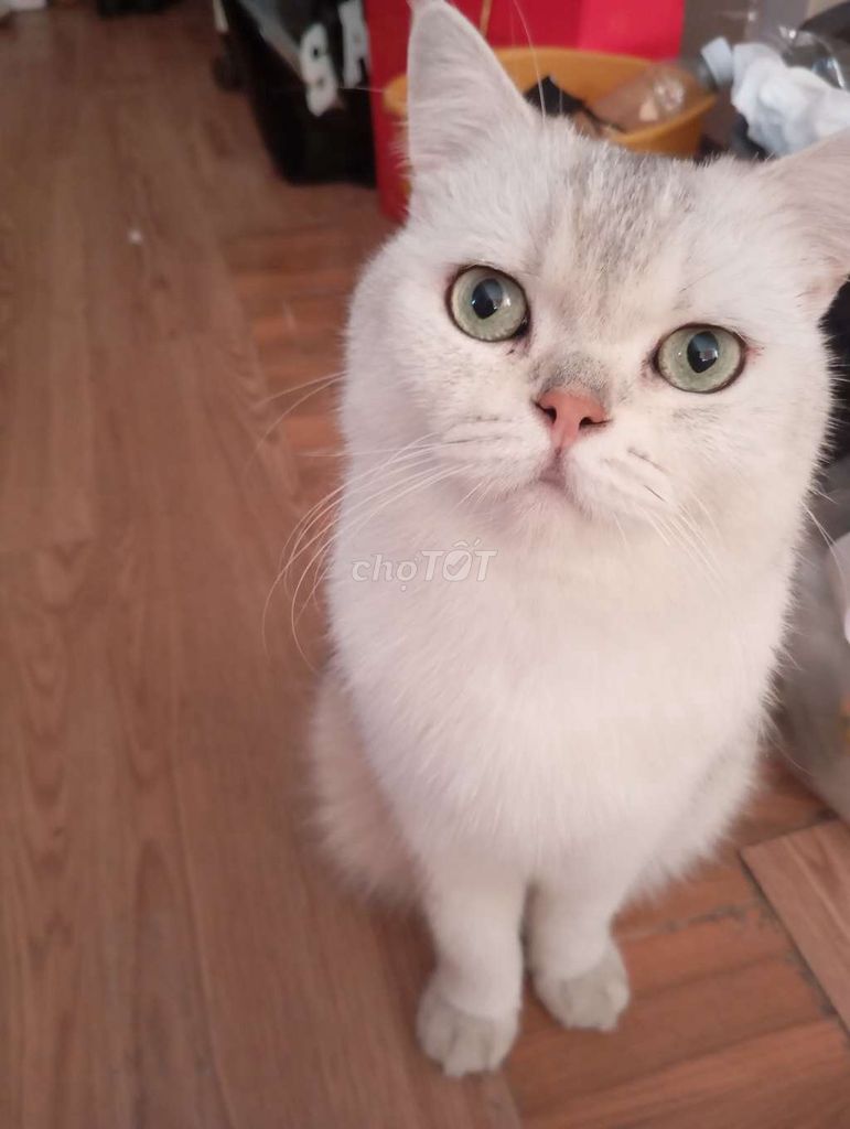 Mèo Anh lông ngắn Trắng. Mua bán Mèo tại Quận Bình Thạnh Tp Hồ Chí Minh được đăng bởi Anh Lee hình 1