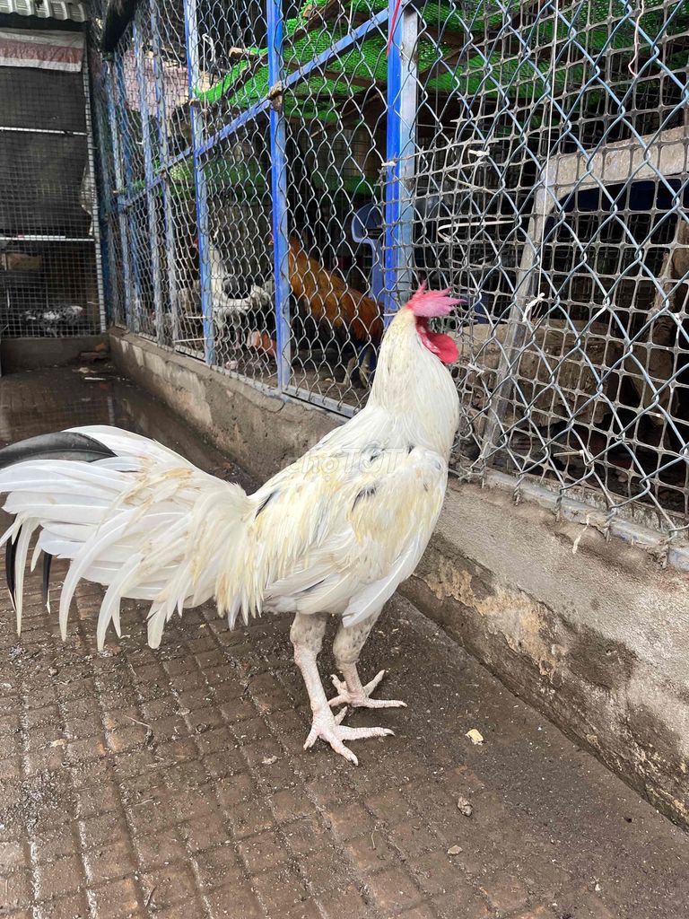 Gà bướm 3.6kg. Mua bán Gà tại Huyện Châu Thành Sóc Trăng được đăng bởi Lâm Đăng Khoa hình 1