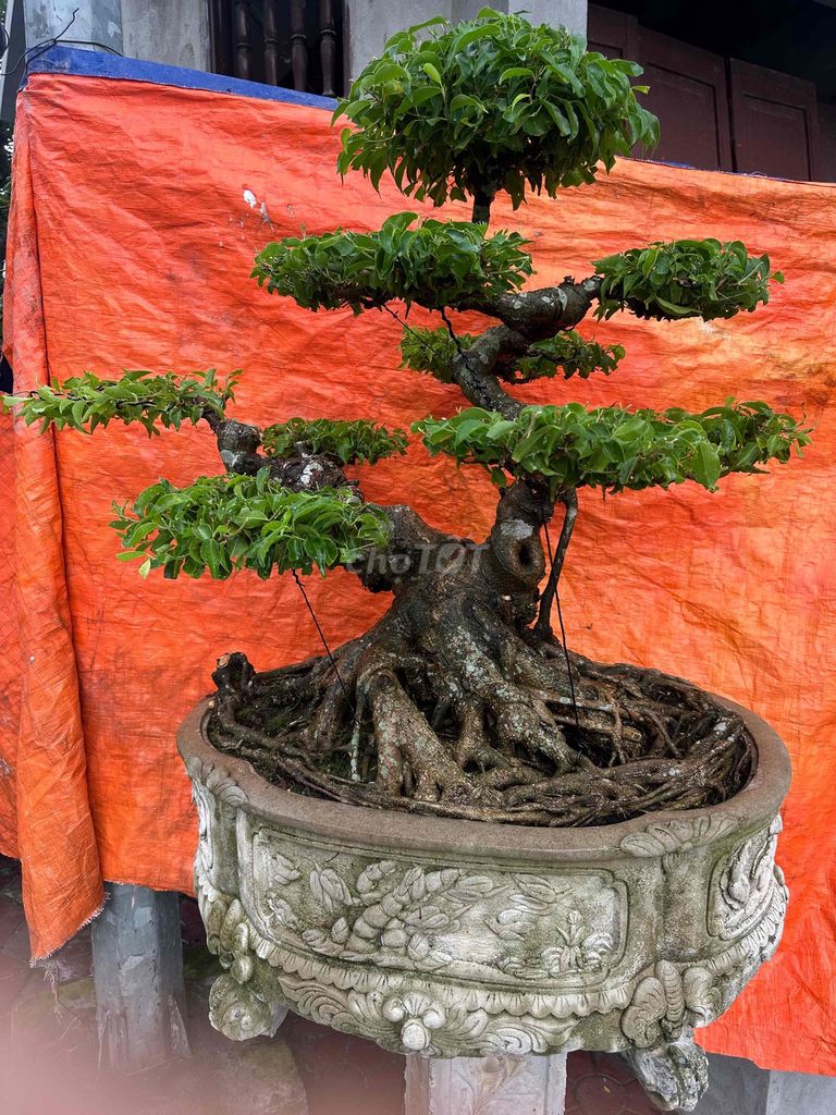 Cây cảnh Sanh cổ Hoàn thiện. Mua bán Đồ sưu tầm, đồ cổ tại Quận Kiến An Hải Phòng được đăng bởi duong hình 1