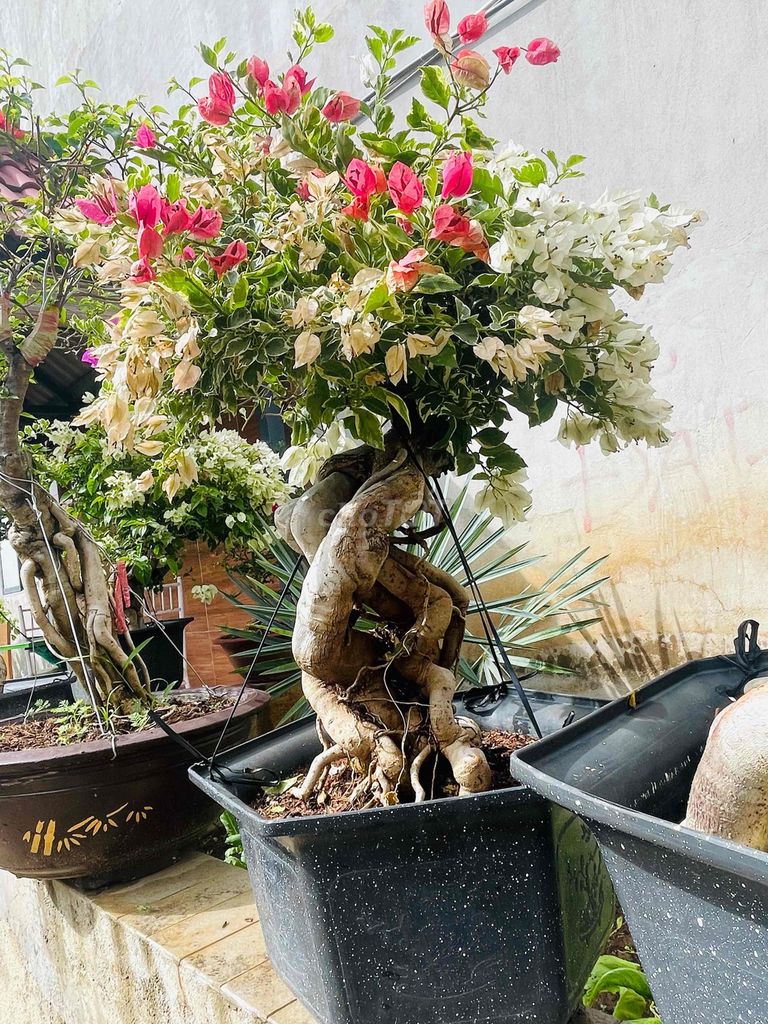 Thanh Lý Rẻ Rất Nhiều Hoa Giấy Bonsai đẹp phê