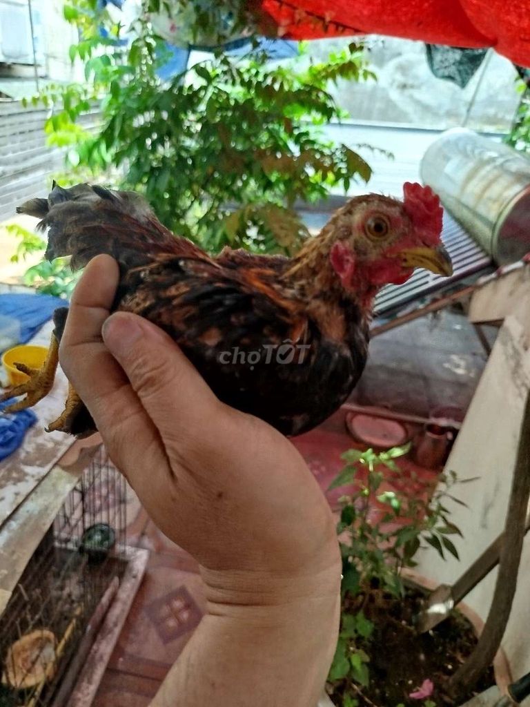 Gà tre nâu đen trống mái 4 tháng. Mua bán Gà tại Quận Đống Đa Hà Nội được đăng bởi Nguyễn Văn Hiếu  hình 1