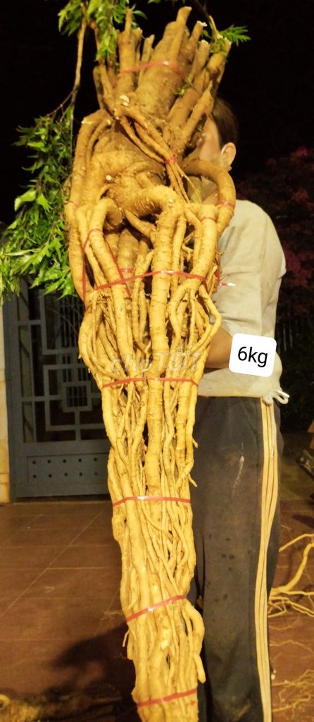 Đinh lăng nếp lá nhỏ. Mua bán Cây cảnh, đồ trang trí tại Huyện Chư Sê Gia Lai được đăng bởi Tên chưa cung cấp hình 1