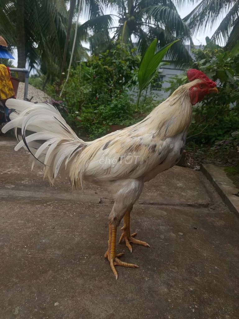 Gà trống 2.5kg Trắng thay lông. Mua bán Gà tại Huyện Mỹ Tú Sóc Trăng được đăng bởi Hiệp hình 1