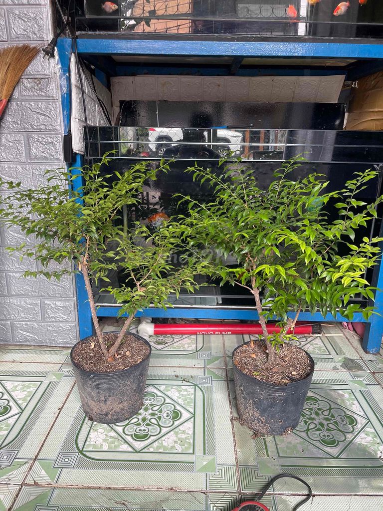 Cây cảnh Mai chiếu thủy thân siêu nu - Lá nhỏ. Mua bán Cây cảnh, đồ trang trí tại Thành phố Thủ Dầu Một Bình Dương được đăng bởi thanh vũ hình 1