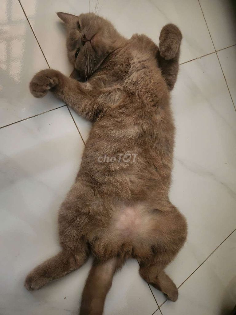 Mèo Nâu Lông mượt Đã tiêm phòng. Mua bán Mèo tại Huyện Hóc Môn Tp Hồ Chí Minh được đăng bởi tin thanh hình 1