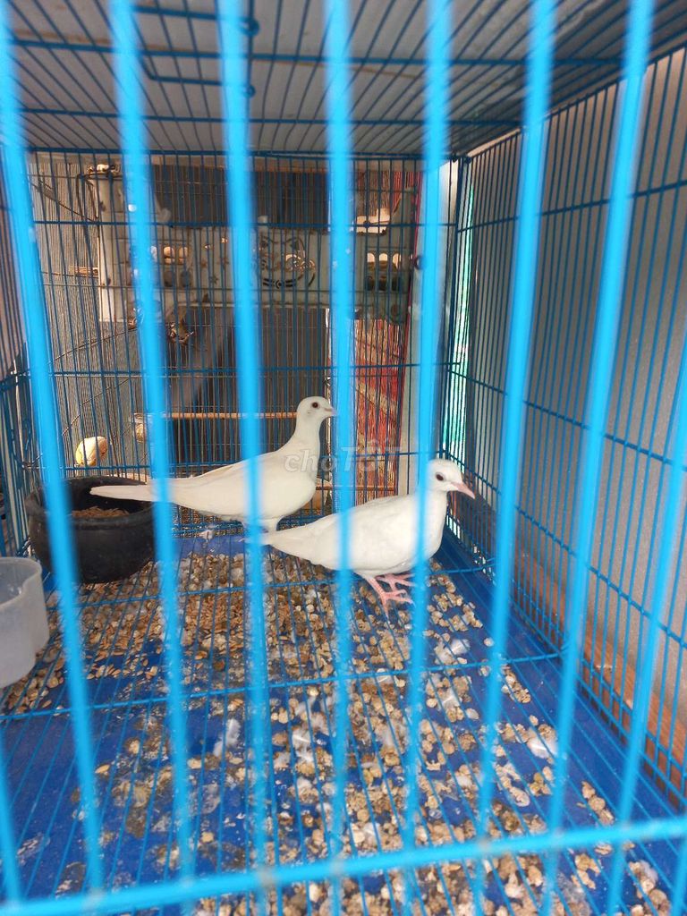 Chim Cu gáy Trắng Khỏe mạnh. Mua bán Chim tại Quận Thanh Xuân Hà Nội được đăng bởi Dương hình 1