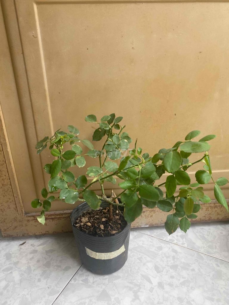 Hoa hồng Hồng Cổ Hải Phòng cây ghép c8. Mua bán Cây cảnh, đồ trang trí tại Quận Ninh Kiều Cần Thơ được đăng bởi Trần Linh hình 1