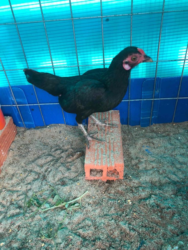 Gà mái giống đen. Mua bán Gà tại Huyện Nhà Bè Tp Hồ Chí Minh được đăng bởi LÊ VĂN GIÀU hình 1
