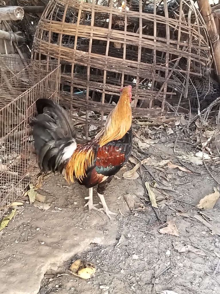 Gà trống 10 tháng. Mua bán Gà tại Huyện Trà Cú Trà Vinh được đăng bởi gà đá trà Vinh  hình 1