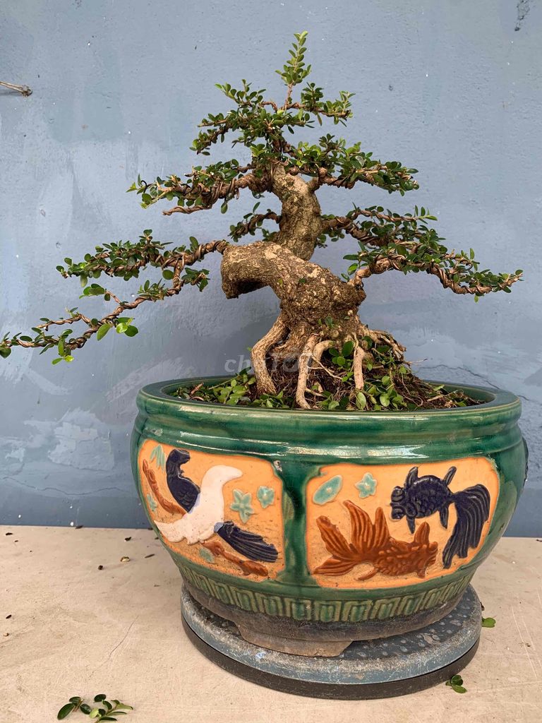 Bonsai Sam Trái