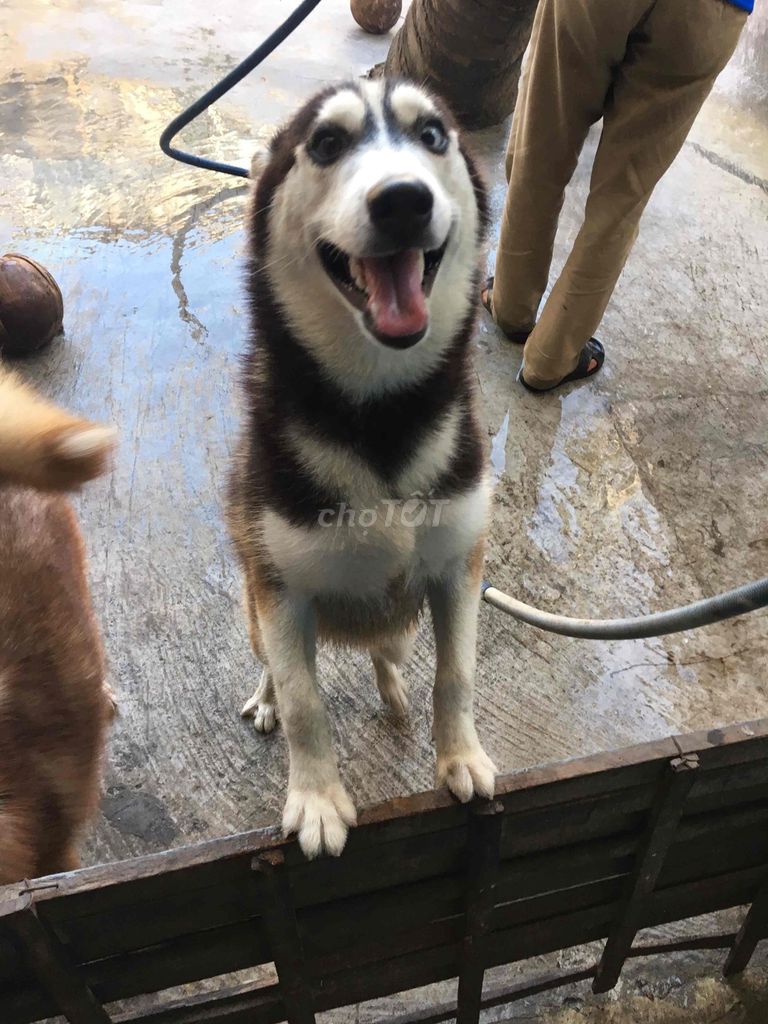 CHÓ HUSKY TRƯỞNG THÀNH 2 TUỔI. Mua bán Chó tại Huyện An Biên Kiên Giang được đăng bởi Duy Khang Điền hình 1