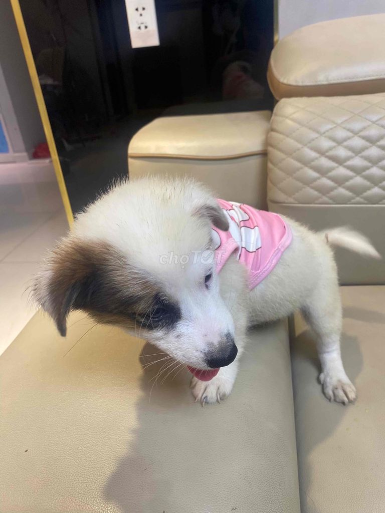 Chó Nhật lai chó ta