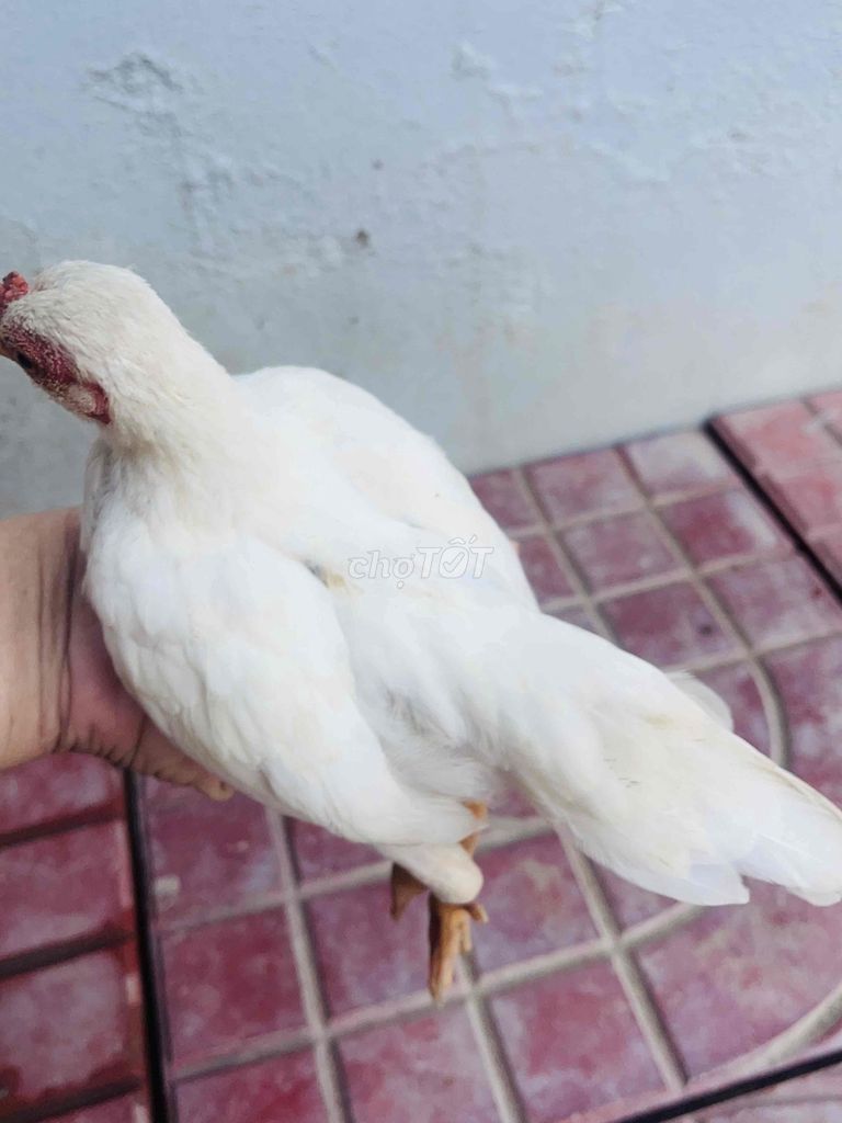 tre bắc cộc. Mua bán Gà tại Huyện Tam Bình Vĩnh Long được đăng bởi Trần Nhất Phi hình 1