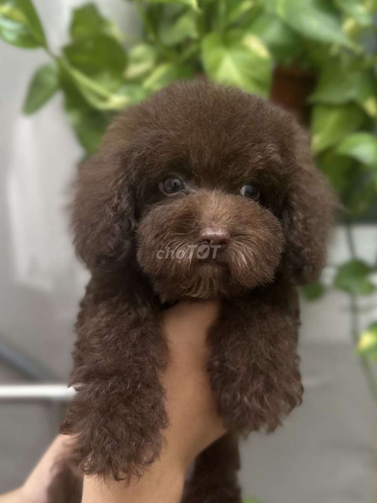 Chó Poodle màu Socola 3 tháng đã tiêm ngừa 2 mũi