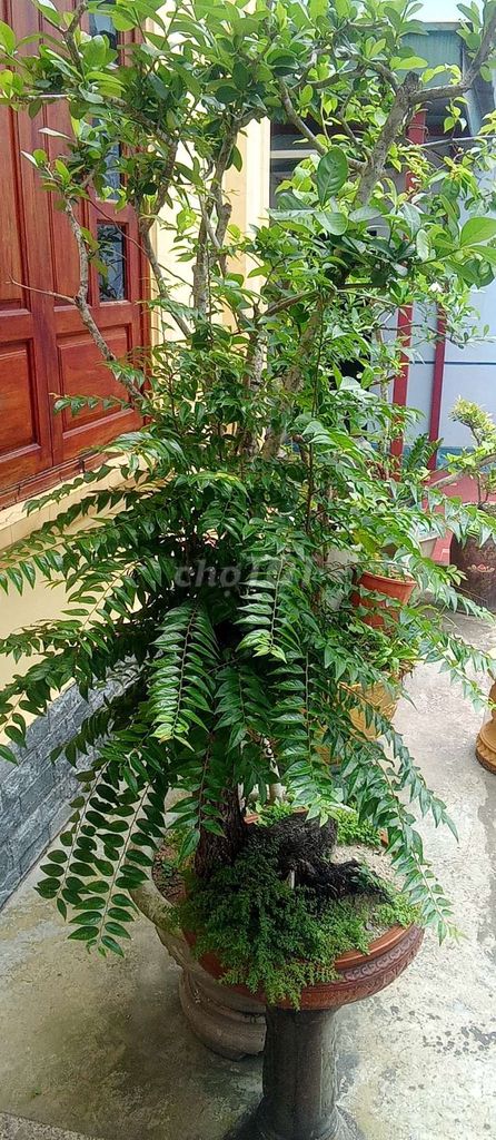 Cây cảnh cao 1m5 chậu 45cm. Mua bán Cây cảnh, đồ trang trí tại Huyện An Dương Hải Phòng được đăng bởi lexus hình 1