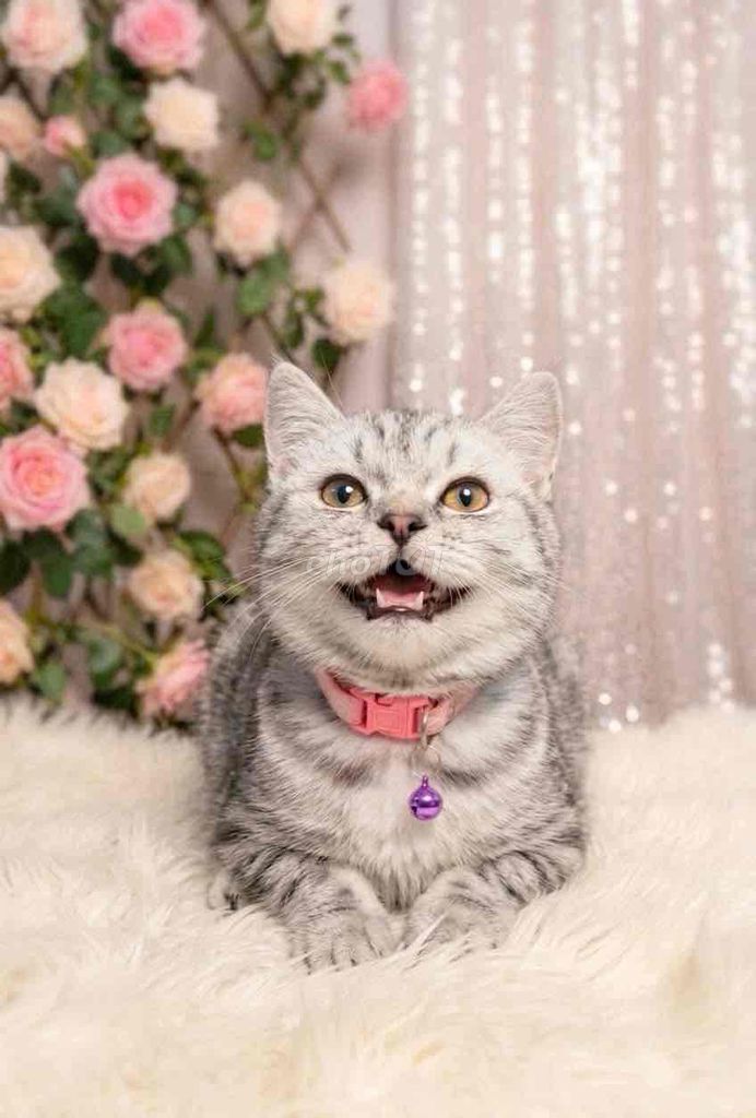 🍒🍒 ALN SILVER TABBY FORM TO (BOY) FULL SÚNG ĐẠN🍒🍒. Mua bán Mèo tại Huyện Hóc Môn Tp Hồ Chí Minh được đăng bởi SIÊU PET SG UY TÍN  hình 1