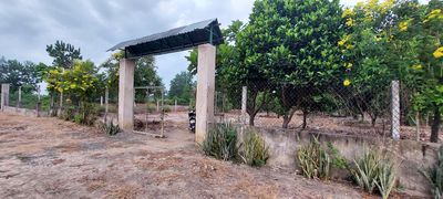 Bán vườn cây ăn trái 1000m2 xã Bình Lợi HBC. Mua bán đất tại Huyện Bình Chánh Tp Hồ Chí Minh được đăng bởi Quang Minh 
