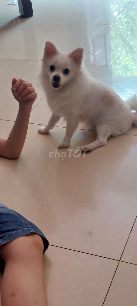 Chó Phốc Sóc trắng, hơn 1 năm tuổi,Cân nặng 3,5 kg. Mua bán Chó tại Quận Long Biên Hà Nội được đăng bởi 352 nvc hình 4