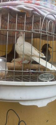 Com bo cu gáy thả avi