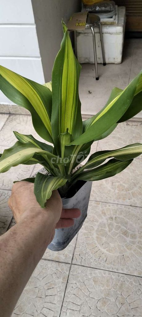 Cây Phát Tài Thiết Mộc Lan. Mua bán Cây cảnh, đồ trang trí tại Quận Tân Bình Tp Hồ Chí Minh được đăng bởi Phạm Duyên  hình 1