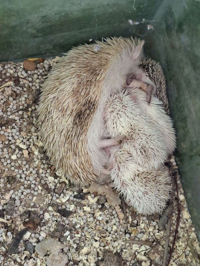 nhím cảnh (trắng,đen). Mua bán Thú cưng khác tại Huyện Châu Thành Sóc Trăng được đăng bởi Danh hình 1