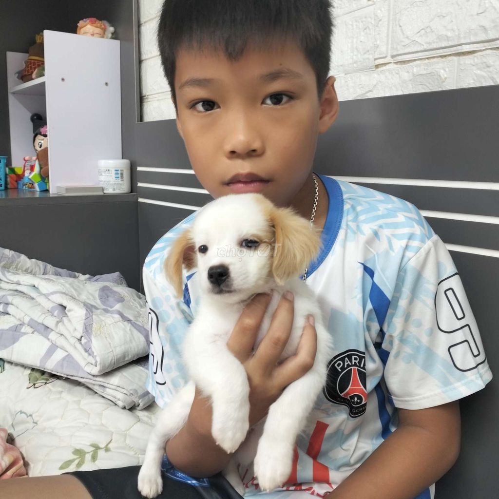 Chó Poodle trắng nâu cả hai 2 tháng.. Mua bán Chó tại Huyện Thạch Thất Hà Nội được đăng bởi Hằng Nguyễn Thị hình 1