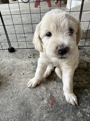 Chó Poodle lai đực cái