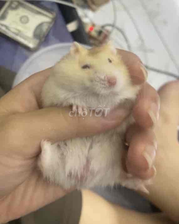 Chuột Hamster ww vàng chanh. Mua bán Thú cưng khác tại Huyện Thanh Trì Hà Nội được đăng bởi Vũ Hà hình 1