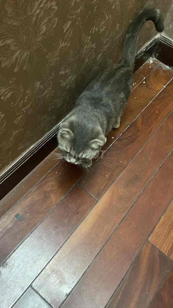 pass bé mèo tai cụp xinh. Mua bán Mèo tại Quận Bắc Từ Liêm Hà Nội được đăng bởi Đàm Xuân Hải hình 1