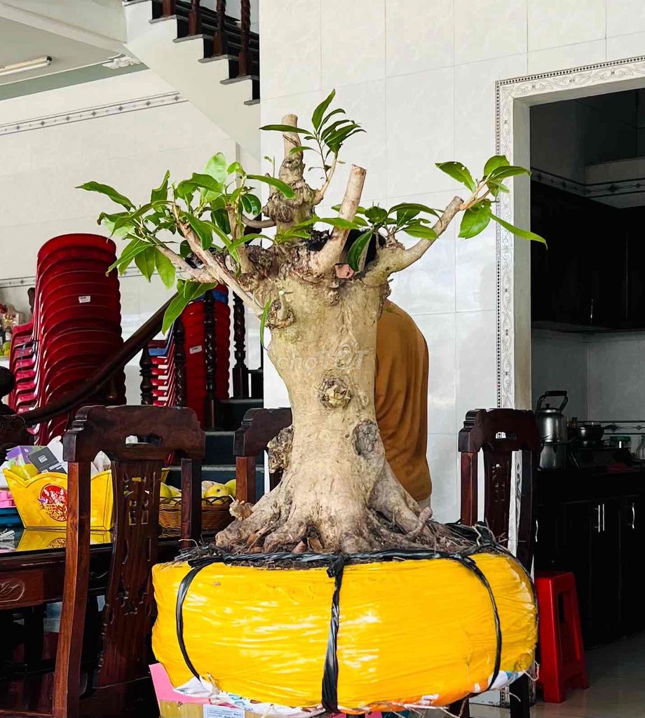 Mai vàng Bonsai cao 66cm. Mua bán Cây cảnh, đồ trang trí tại Huyện An Minh Kiên Giang được đăng bởi huỳnh chi hình 1