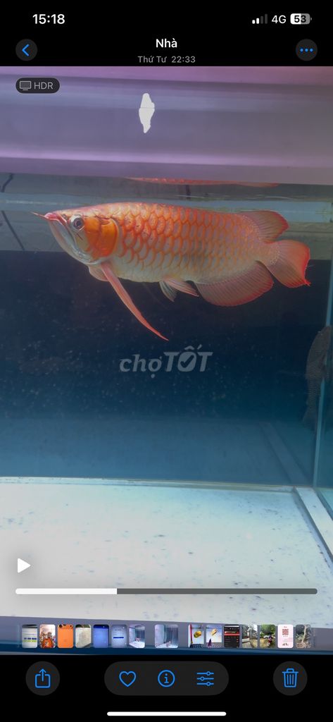 Cần bán em huyết Long siêu càng siêu đuôi. Mua bán Thú cưng khác tại Quận 12 Tp Hồ Chí Minh được đăng bởi Anh Trung hình 1