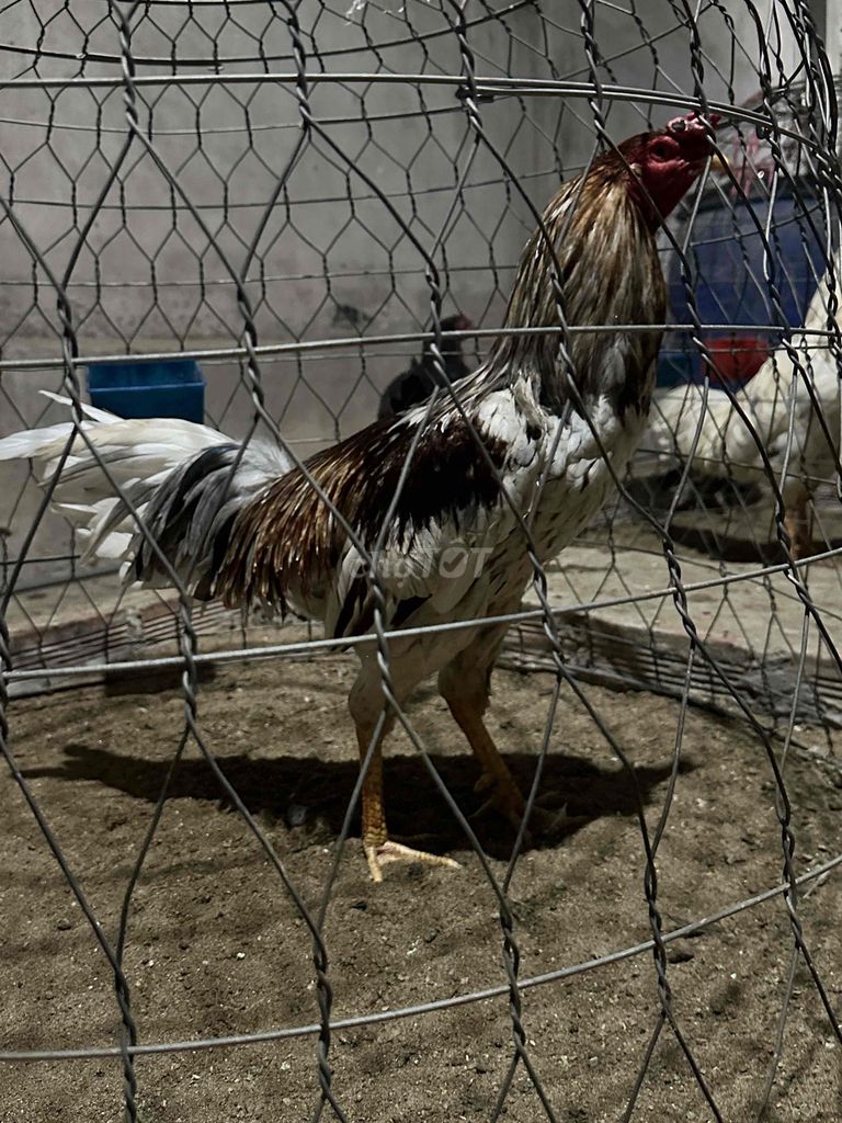 Gà chọi Đực nhiều màu. Mua bán Gà tại Huyện Gò Công Tây Tiền Giang được đăng bởi Nhứt  hình 1