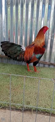 Xanh 3k3 long mới hết biết cái tay ae xem tham khả. Mua bán Gà tại Huyện Mỏ Cày Nam Bến Tre được đăng bởi Bảo Bến Tre 