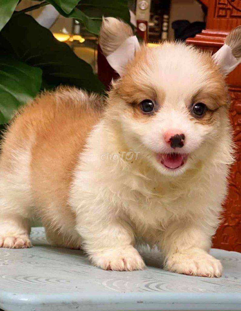 chó corgi thuần chủng xiu kute. Mua bán Chó tại Quận Bình Tân Tp Hồ Chí Minh được đăng bởi Trang  hình 1