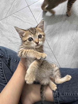 Mèo lai, mẹ ALN xám, bố ALD lai. Mua bán Mèo tại Thị xã Mỹ Hào Hưng Yên được đăng bởi Huệ Huệ