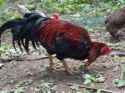 Gà chọi Đực 3.6kg Đỏ đen