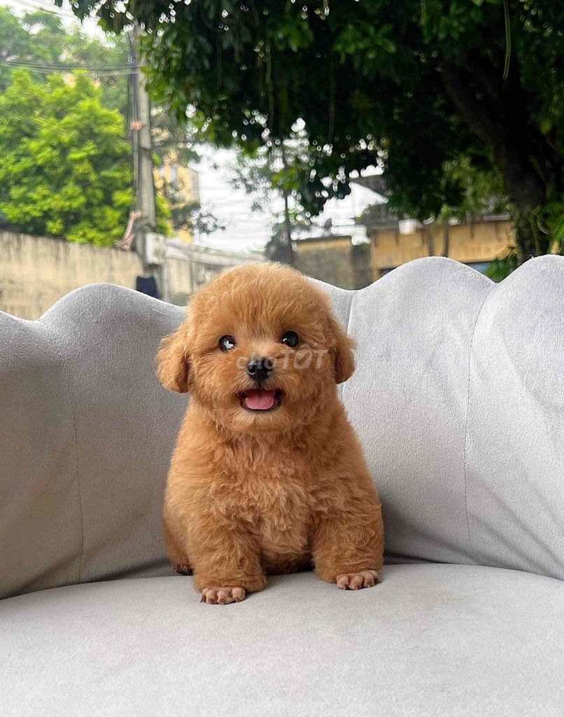 chó Cưng lắm mọi người 01. Mua bán Chó tại Thành phố Sóc Trăng Sóc Trăng được đăng bởi bm hình 1