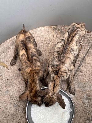 Chó Phú Quốc vằn 2 mũi