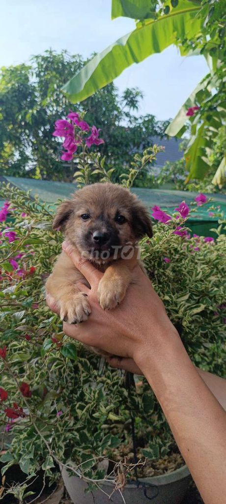 Nhật Lai Bé Gái Lông Xù. Mua bán Chó tại Huyện Phong Điền Cần Thơ được đăng bởi Cún Con  hình 1