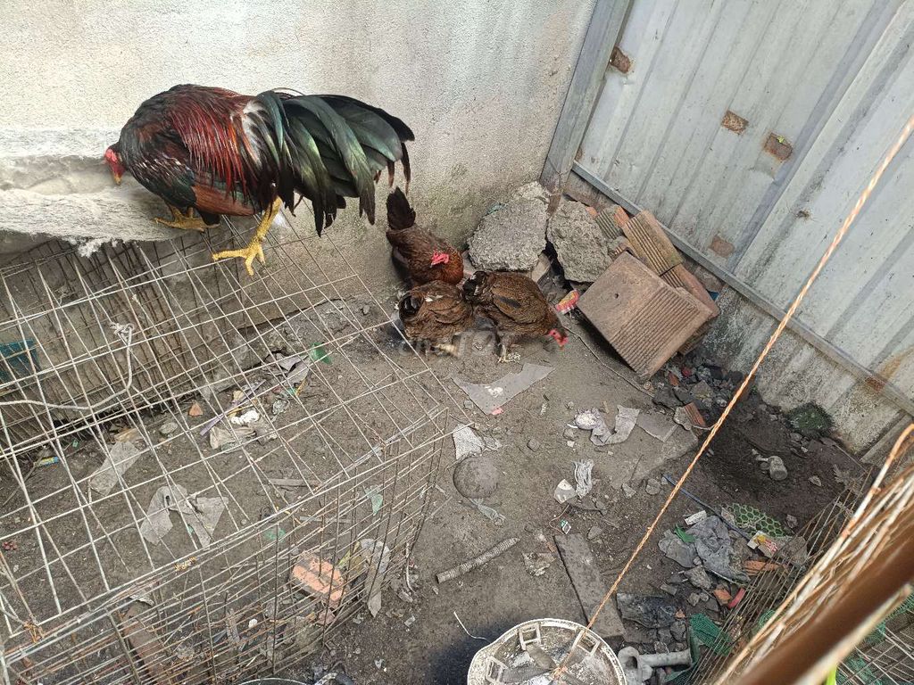 Gà Asil trống mái 1 trống 7 mái. Mua bán Gà tại Thành phố Thủ Dầu Một Bình Dương được đăng bởi Hiếu  hình 1