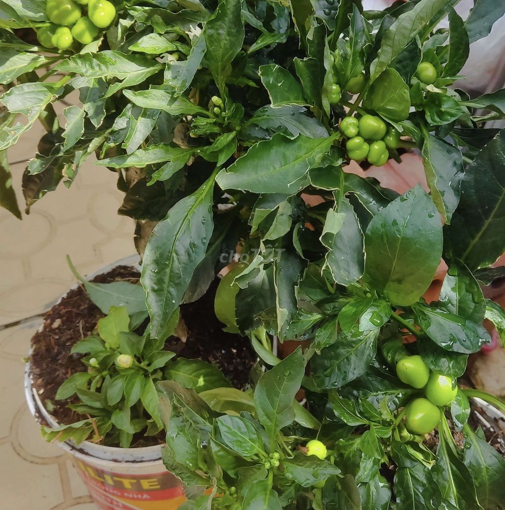 Cây ớt. Mua bán Cây cảnh, đồ trang trí tại Thành phố Vũng Tàu Bà Rịa - Vũng Tàu được đăng bởi UNISEX PRO hình 1