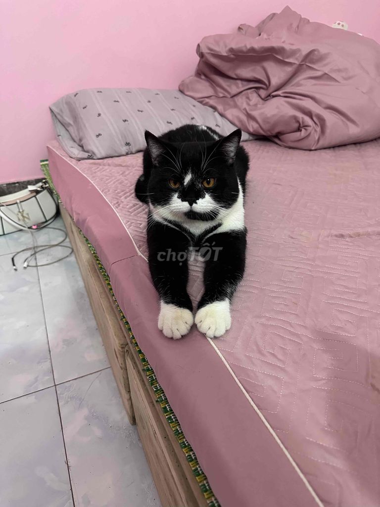 Mèo Tuxedo form đẹp ( có fix). Mua bán Mèo tại Quận Long Biên Hà Nội được đăng bởi nguyễn phương thaot hình 1