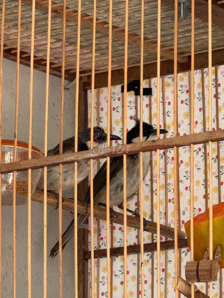 Chim chào mào cặp trống mái. Mua bán Chim tại Thành phố Thủ Đức Tp Hồ Chí Minh được đăng bởi Bùi thanh sang hình 1