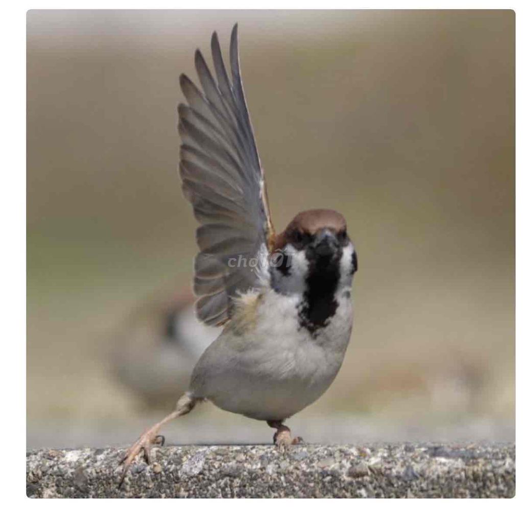 Bán chim sẻ phóng sinh Hà Nội. Mua bán Chim tại Quận Hoàn Kiếm Hà Nội được đăng bởi Cô Lộc hình 2