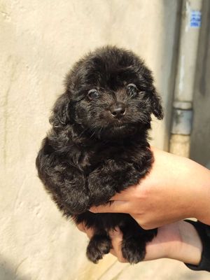 Poodle nhà đẻ - 1 em đen tuyền